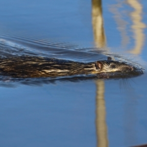 Hydromys chrysogaster at Fyshwick, ACT - 13 Jul 2024