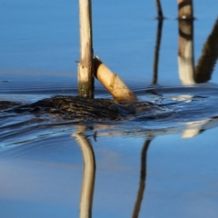 Hydromys chrysogaster at Fyshwick, ACT - 13 Jul 2024