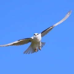 Elanus axillaris (Black-shouldered Kite) at Fyshwick, ACT - 13 Jul 2024 by RodDeb