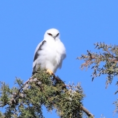 Elanus axillaris at Fyshwick, ACT - 13 Jul 2024