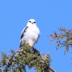 Elanus axillaris at Fyshwick, ACT - 13 Jul 2024