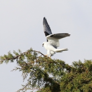 Elanus axillaris at Fyshwick, ACT - 13 Jul 2024