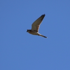 Falco cenchroides (Nankeen Kestrel) at Fyshwick, ACT - 13 Jul 2024 by RodDeb