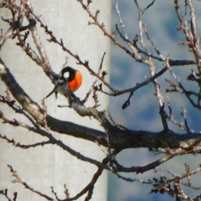 Petroica boodang (Scarlet Robin) at Symonston, ACT - 14 Jul 2024 by CallumBraeRuralProperty