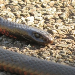 Pseudechis porphyriacus (Red-bellied Black Snake) at Paddys River, ACT - 14 Jul 2024 by KumikoCallaway