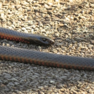 Pseudechis porphyriacus at Paddys River, ACT - 14 Jul 2024 09:31 AM