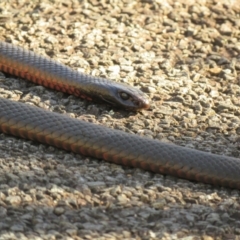 Pseudechis porphyriacus at Paddys River, ACT - 14 Jul 2024 09:31 AM