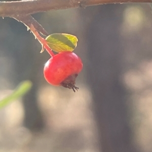 Pyracantha fortuneana at Ainslie, ACT - 14 Jul 2024 03:10 PM