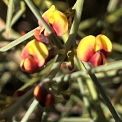 Daviesia genistifolia (Broom Bitter Pea) at Ainslie, ACT - 14 Jul 2024 by Clarel