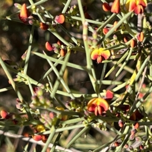 Daviesia genistifolia at Ainslie, ACT - 14 Jul 2024 03:15 PM