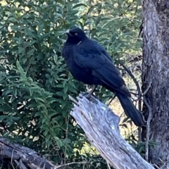 Corcorax melanorhamphos (White-winged Chough) at Ainslie, ACT - 14 Jul 2024 by Clarel