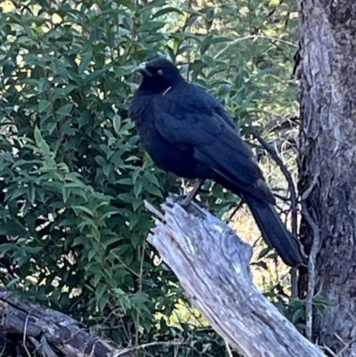 Corcorax melanorhamphos (White-winged Chough) at Ainslie, ACT - 14 Jul 2024 by Clarel