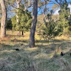 Corcorax melanorhamphos at Ainslie, ACT - 14 Jul 2024 03:26 PM