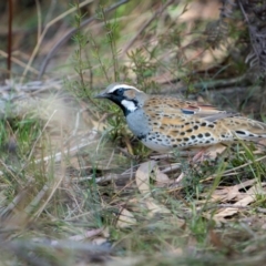 Cinclosoma punctatum (Spotted Quail-thrush) at Durran Durra, NSW - 14 Jul 2024 by trevsci