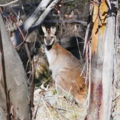 Notamacropus rufogriseus (Red-necked Wallaby) at Mount Clear, ACT - 14 Jul 2024 by MB