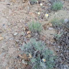 Leucochrysum albicans subsp. tricolor at Isaacs, ACT - 14 Jul 2024