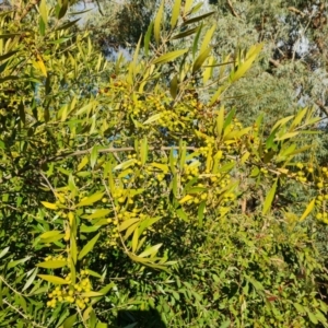 Olea europaea subsp. cuspidata at Farrer, ACT - 14 Jul 2024 04:03 PM