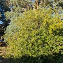 Olea europaea subsp. cuspidata at Farrer, ACT - 14 Jul 2024 04:03 PM