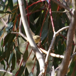 Acanthiza reguloides at Rendezvous Creek, ACT - 14 Jul 2024