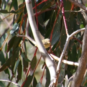 Acanthiza reguloides at Rendezvous Creek, ACT - 14 Jul 2024