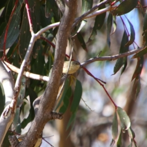 Acanthiza reguloides at Rendezvous Creek, ACT - 14 Jul 2024 01:28 PM