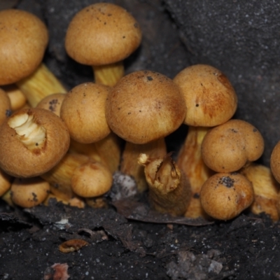 Gymnopilus sp. (Gymnopilus) at Mystery Bay, NSW - 14 Jul 2024 by Bushrevival