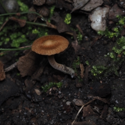 Cortinarius sp. at Mystery Bay, NSW - 14 Jul 2024 by Bushrevival