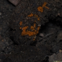 Cheilymenia coprinaria at Mystery Bay, NSW - 14 Jul 2024 by Bushrevival