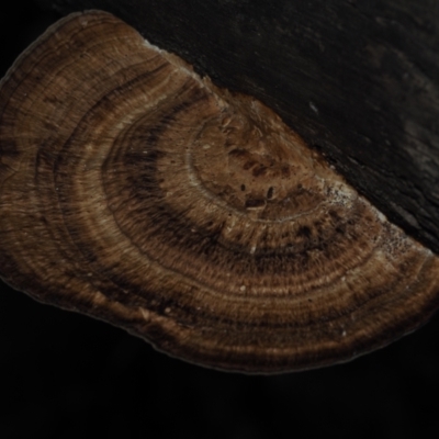 Unidentified Pored or somewhat maze-like on underside [bracket polypores] at Mystery Bay, NSW - 14 Jul 2024 by Bushrevival