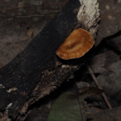 Unidentified Pored or somewhat maze-like on underside [bracket polypores] at Mystery Bay, NSW - 14 Jul 2024 by Bushrevival