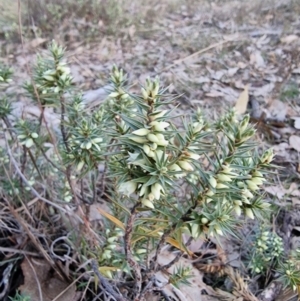 Melichrus urceolatus at Yarralumla, ACT - 14 Jul 2024