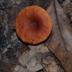 Lactarius eucalypti (Lactarius eucalypti) at Mystery Bay, NSW - 14 Jul 2024 by Bushrevival