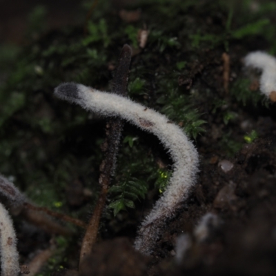 Unidentified Fungus at Mystery Bay, NSW - 14 Jul 2024 by Bushrevival