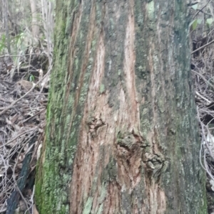 Eucalyptus fastigata at Paddys River, ACT - 14 Jul 2024 04:05 PM