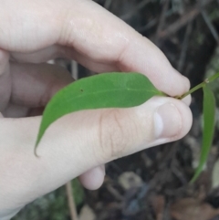 Eucalyptus fastigata at Paddys River, ACT - 14 Jul 2024 04:05 PM