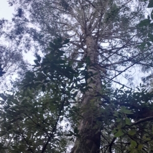 Eucalyptus fastigata at Paddys River, ACT - 14 Jul 2024 04:05 PM