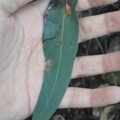 Eucalyptus fastigata at Paddys River, ACT - 14 Jul 2024 04:05 PM