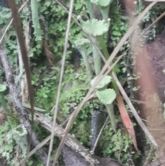 Cladonia fimbriata (Trumpet Lichen) at Paddys River, ACT - 14 Jul 2024 by Venture