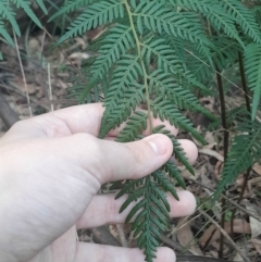 Pteridium esculentum (Bracken) at Paddys River, ACT - 14 Jul 2024 by Venture