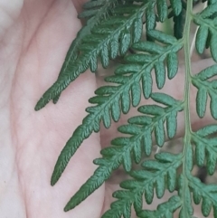 Pteridium esculentum at Paddys River, ACT - 14 Jul 2024 04:26 PM