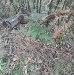 Pteridium esculentum at Paddys River, ACT - 14 Jul 2024 04:26 PM