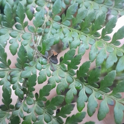 Polystichum proliferum (Mother Shield Fern) at Paddys River, ACT - 14 Jul 2024 by Venture