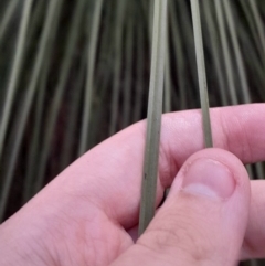 Xanthorrhoea glauca subsp. angustifolia at Paddys River, ACT - 14 Jul 2024