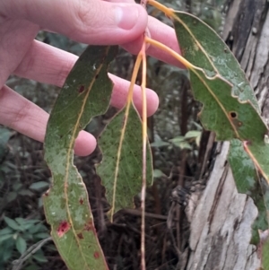 Eucalyptus viminalis subsp. viminalis at Paddys River, ACT - 14 Jul 2024