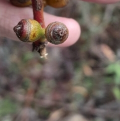 Eucalyptus viminalis subsp. viminalis at Paddys River, ACT - 14 Jul 2024