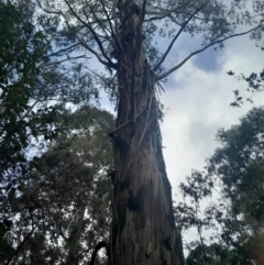 Eucalyptus viminalis subsp. viminalis at Paddys River, ACT - 14 Jul 2024