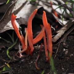 Clavulina sp. (A coral fungus) at Mystery Bay, NSW - 14 Jul 2024 by Bushrevival