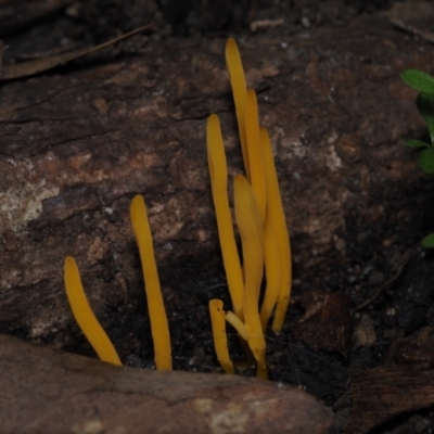 Clavulinopsis amoena (Yellow club) at Mystery Bay, NSW - 14 Jul 2024 by Bushrevival