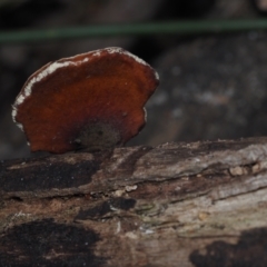 Unidentified Pored or somewhat maze-like on underside [bracket polypores] at Mystery Bay, NSW - 14 Jul 2024 by Bushrevival