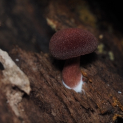 Unidentified Cap on a stem; gills below cap [mushrooms or mushroom-like] at Mystery Bay, NSW - 14 Jul 2024 by Bushrevival